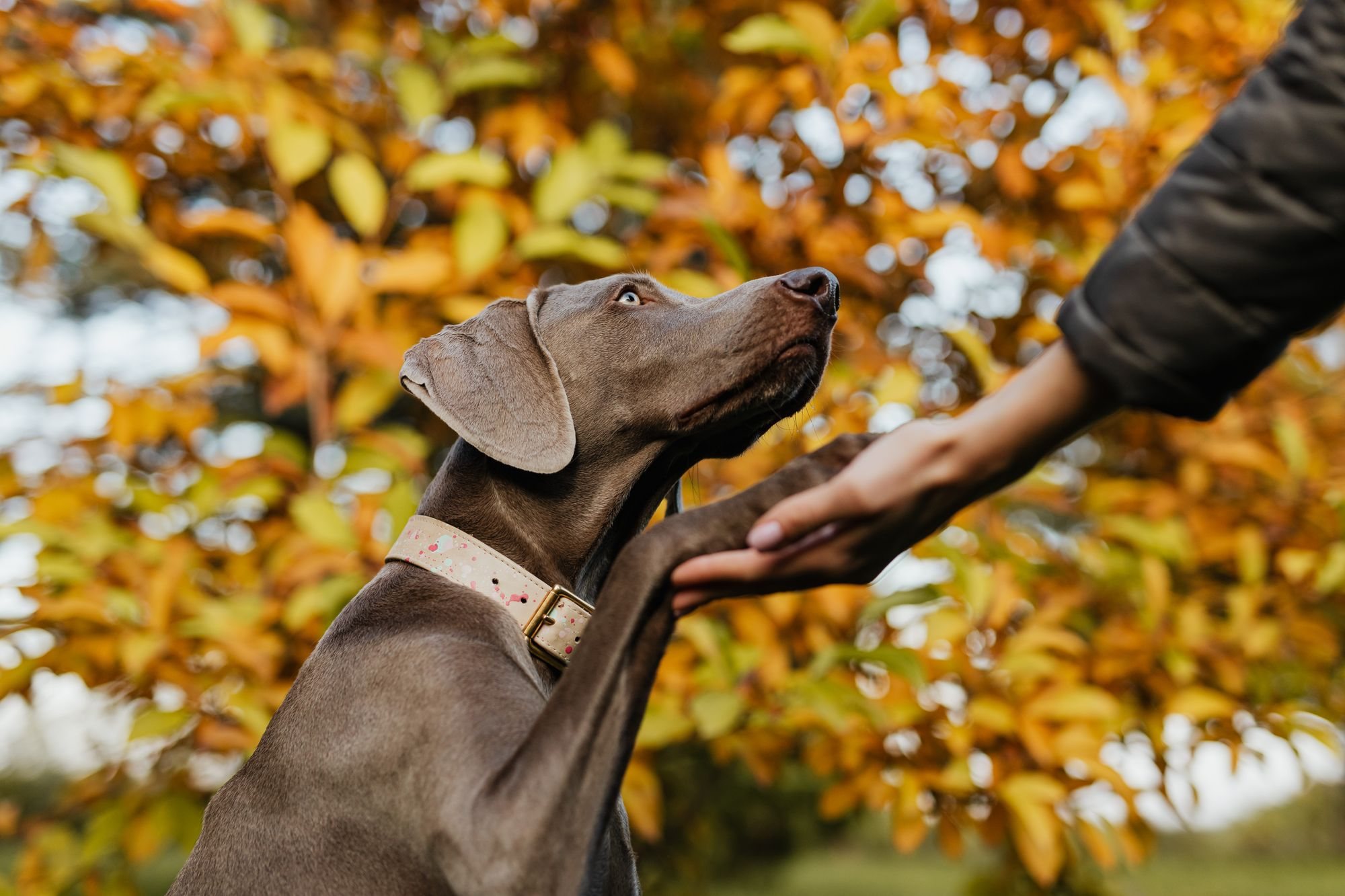 A dog resting its paw on a hand among autumn leaves