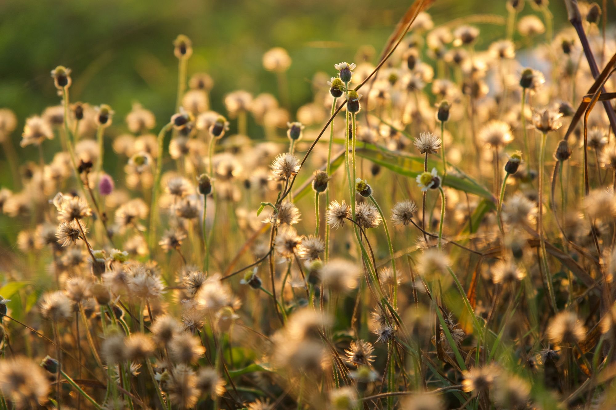 Wildflowers in warm golden evening light