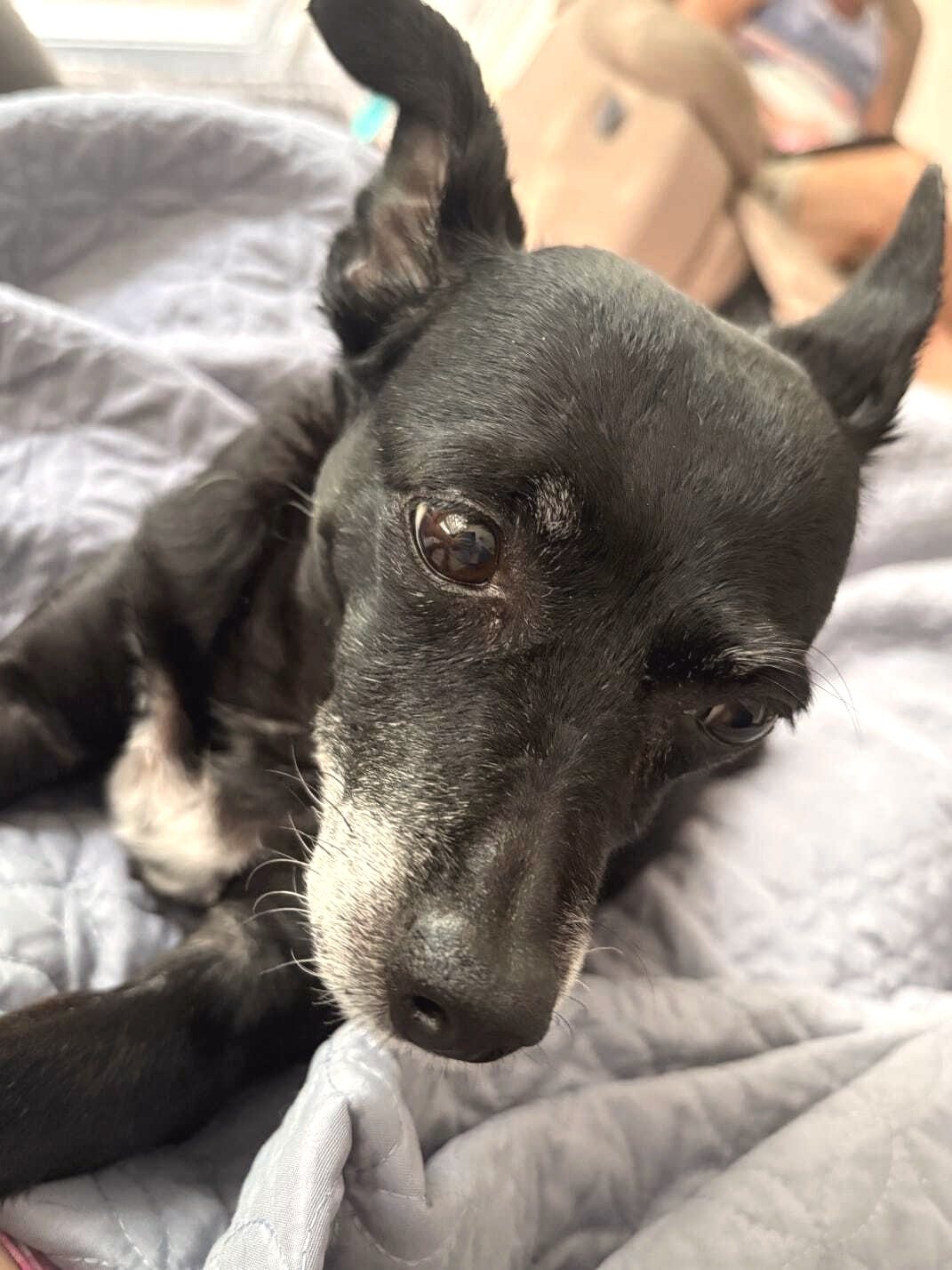 Olive, resting her chin on a grey blanket