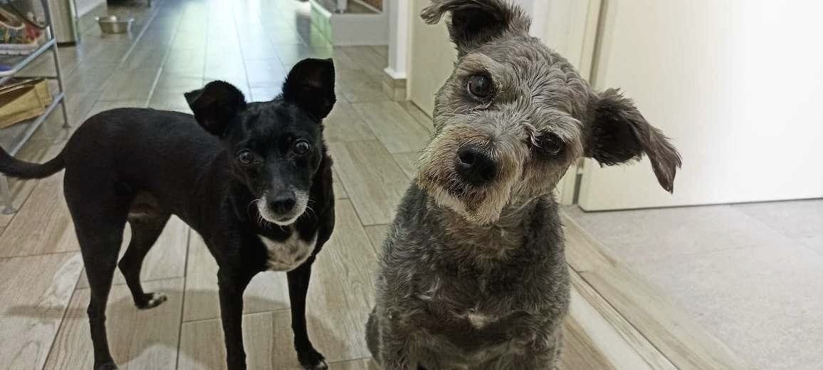 Olive and her brother Gilligan at home